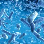 связь между кишечными бактериями и мозгом